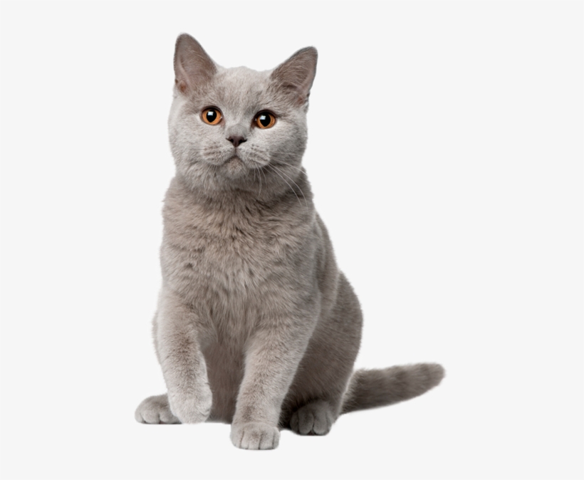 Cat Sitting Png, transparent png download