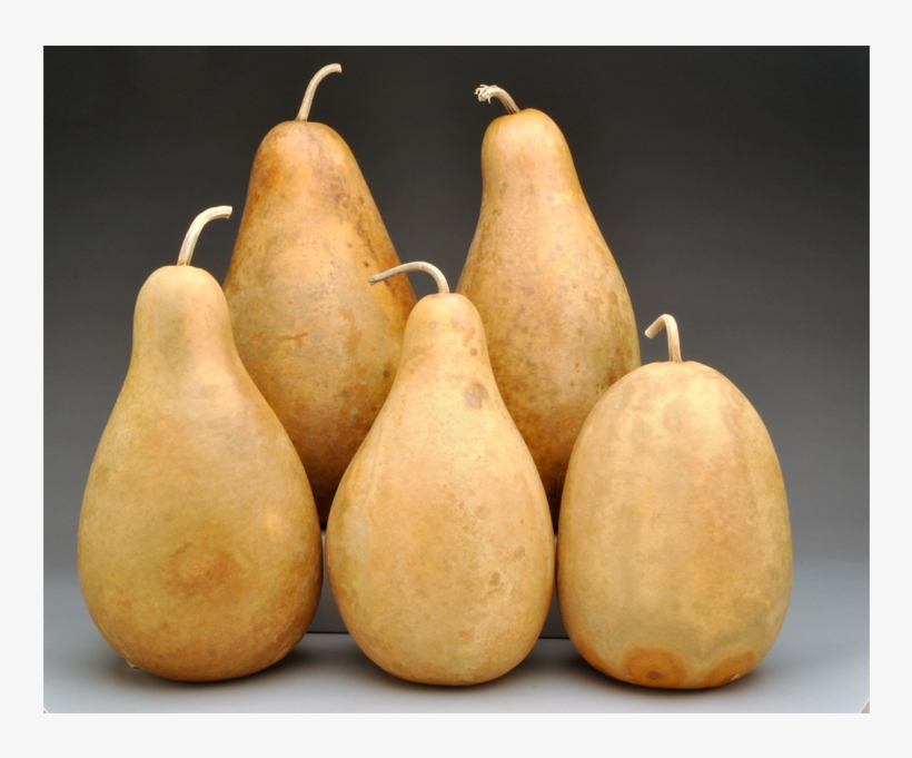 Pre-boxed Clean Tall Body Gourds, transparent png download