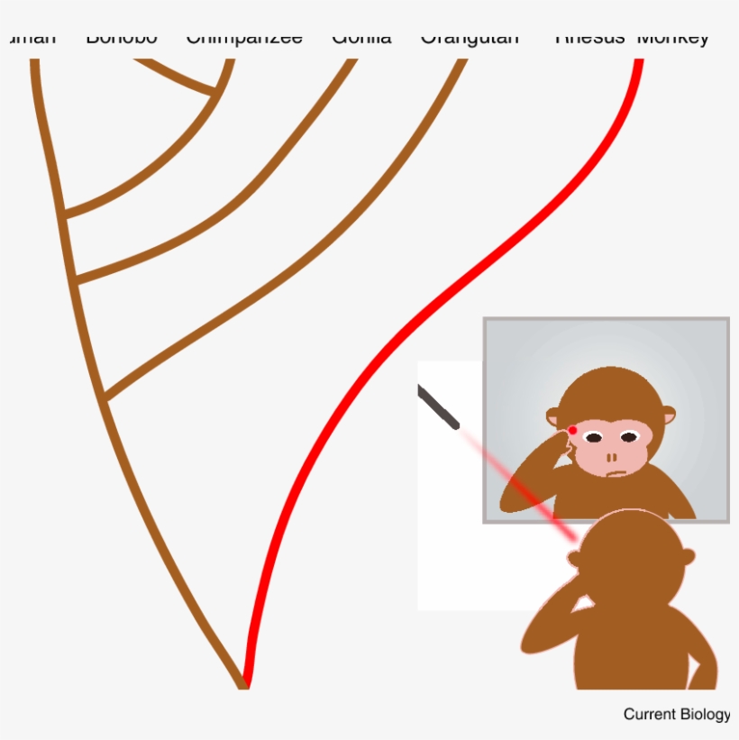 Used A Mildly Irritating Red Laser In Combination With, transparent png download