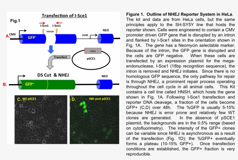 System Has Been Designed To Allow Researchers To Examine, transparent png download