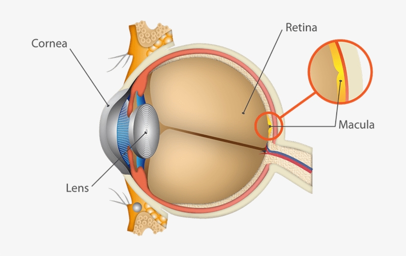 Age-related Macular Degeneration Is An Eye Disease - Pathway Of Light From Eye To Retina, transparent png download