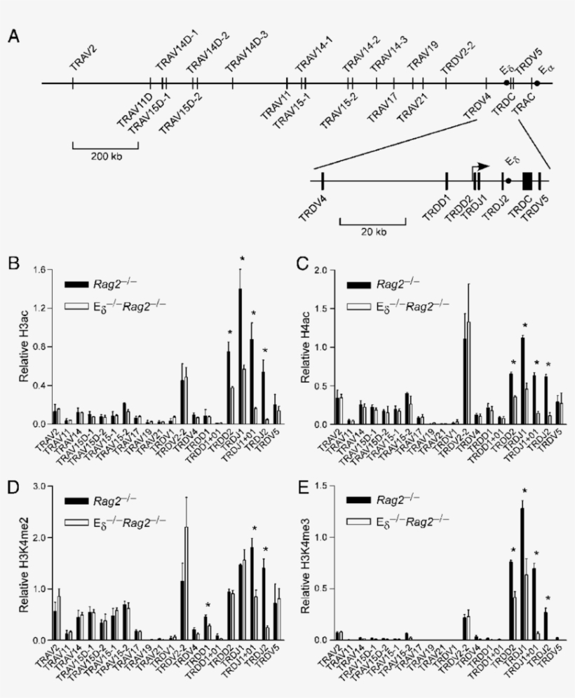 Influence Of Ed On Tcra/tcrd Locus Histone Modifications - Diagram, transparent png download