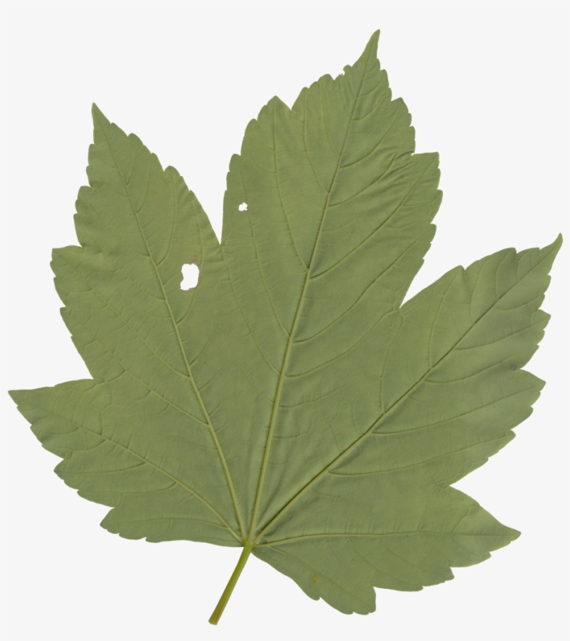 Nature Leaves - Maple Leaf, transparent png download