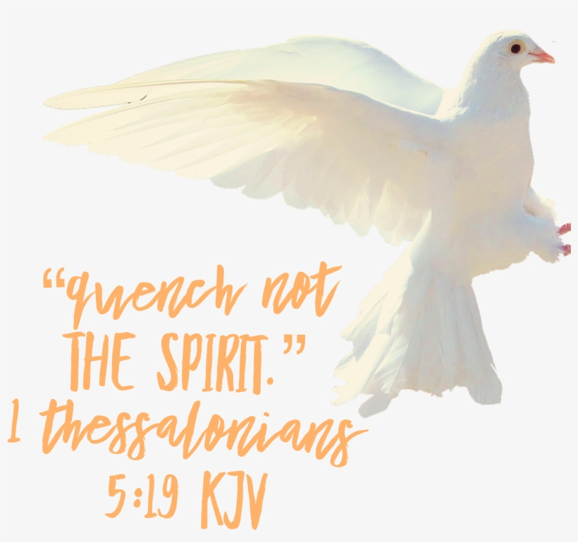Holy Spirit - Pigeons And Doves, transparent png download