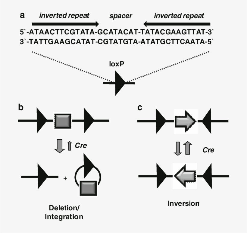 Png Sequence - Cre Loxp Inversion, transparent png download