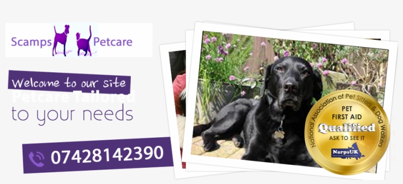 Flat-coated Retriever, transparent png download