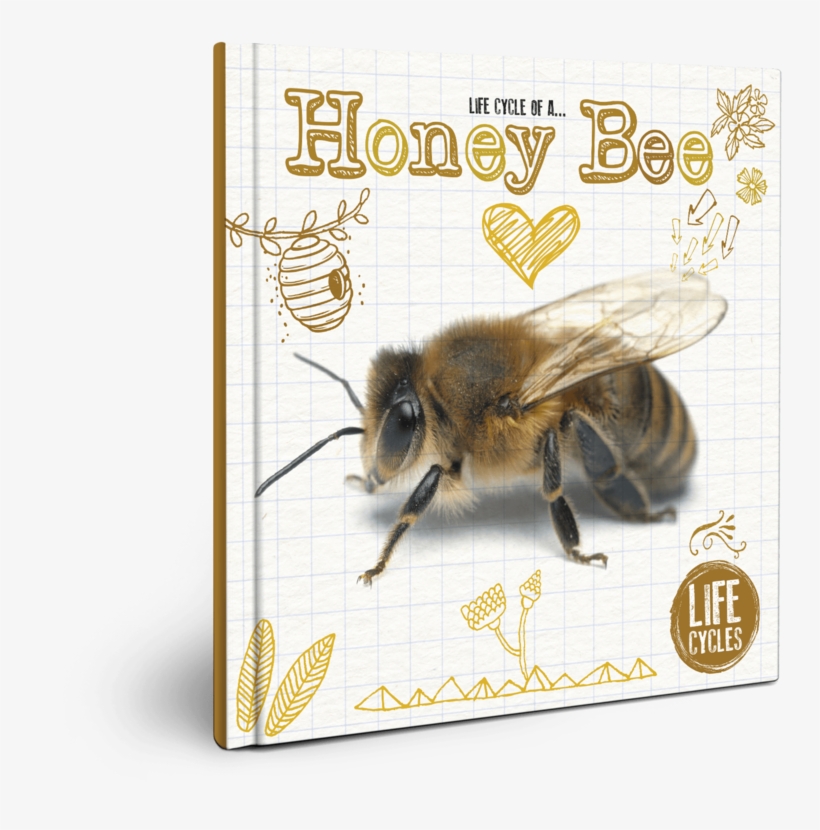 Life Cycle Of A Honey Bee, transparent png download