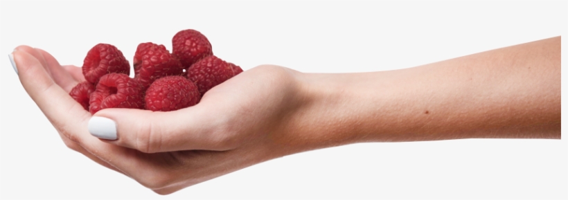 Raspberries In Hand - Frutti Di Bosco, transparent png download