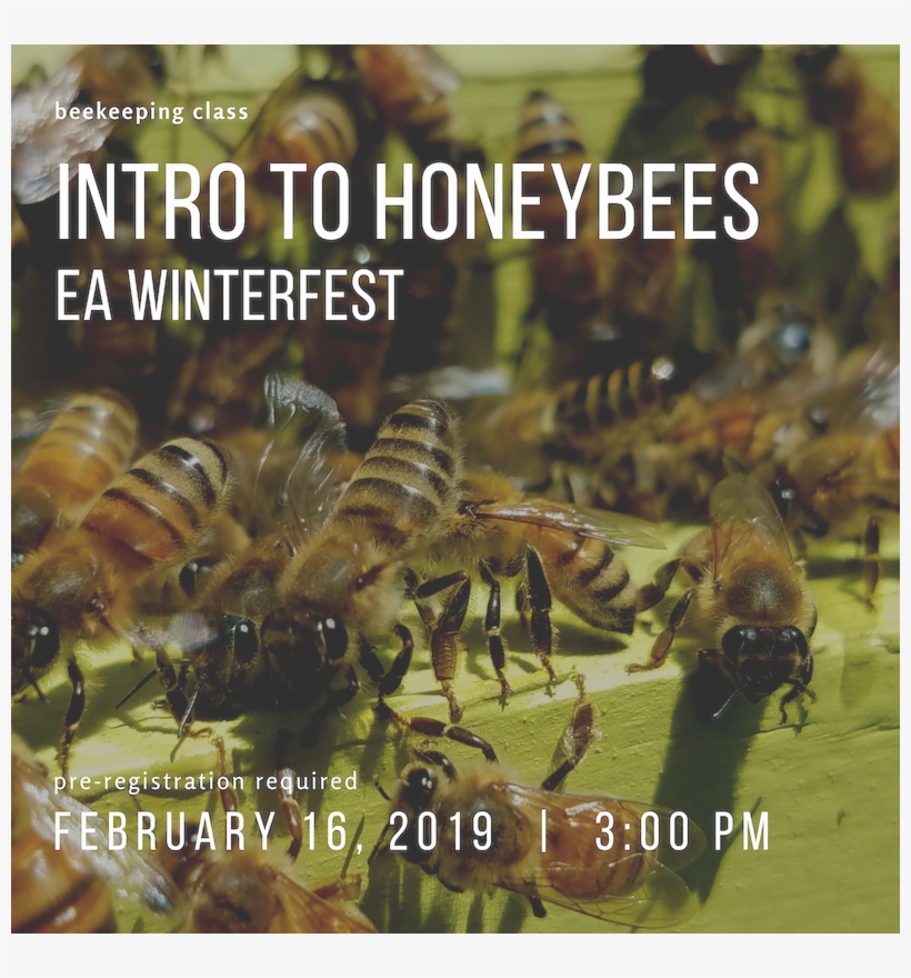 Hornet, transparent png download