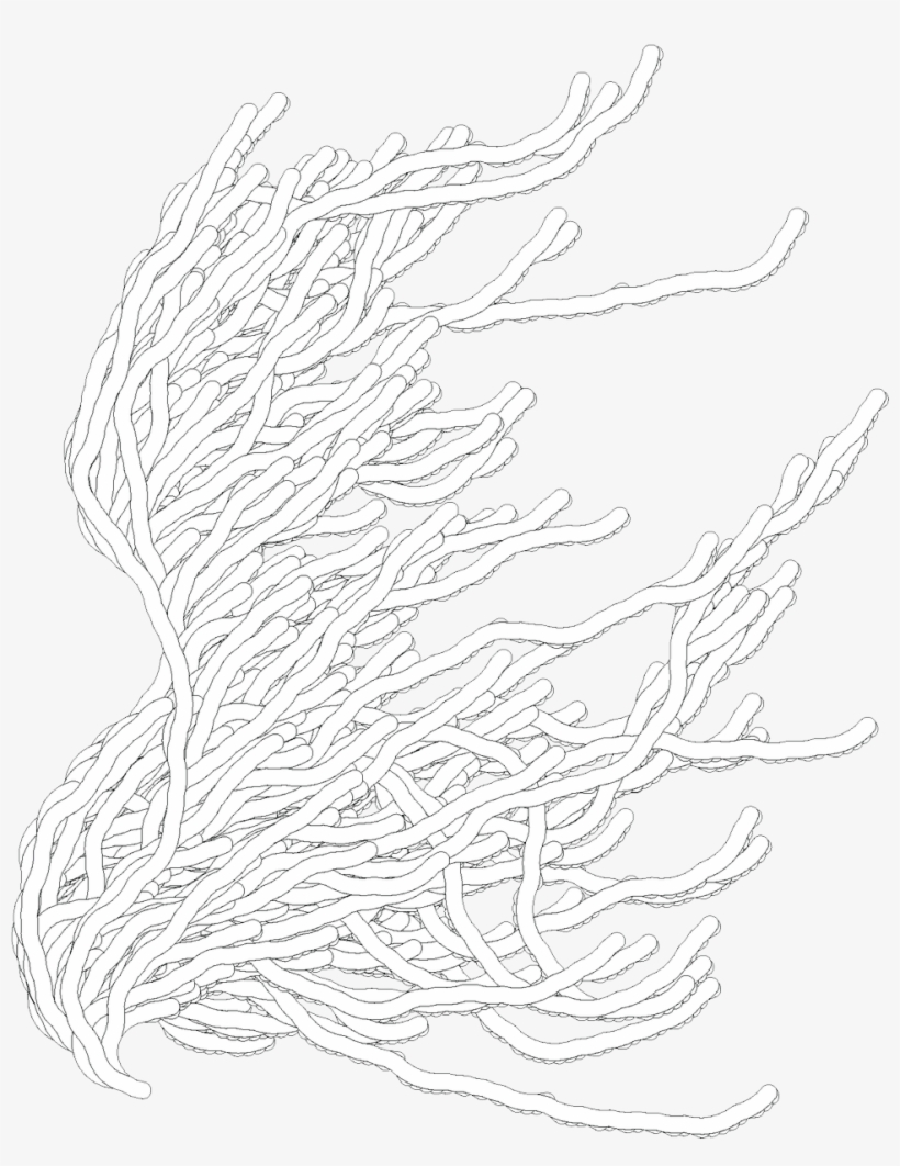 Edmund Harriss On Twitter This Mathematical Monster - Edmund Harris Collatz Conjecture, transparent png download