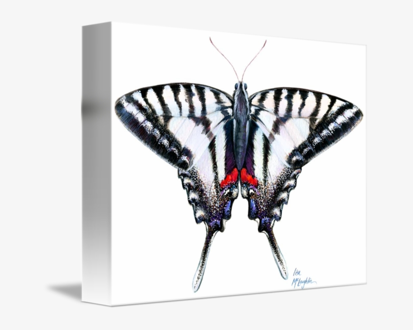 Graphic Transparent Swallowtail At Rest By Lisa Mclaughlin - Papilio Machaon, transparent png download
