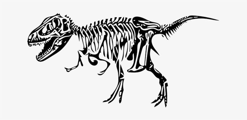Dinosaur, Tyrannosaurus, Bone, Fossil - Esqueleto Dinossauro Png, transparent png download