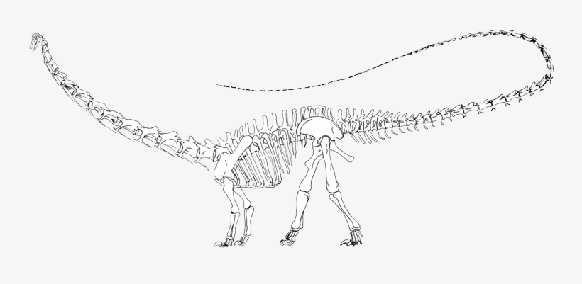 Goliath - Sauropod Dinosaur Skeleton Png, transparent png download