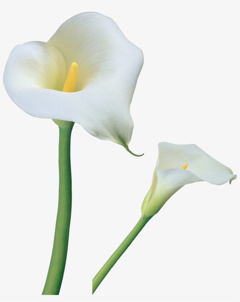 Transparent Calla Lilies Flowers Png Clipart - Calla Lily Flower Png, transparent png download