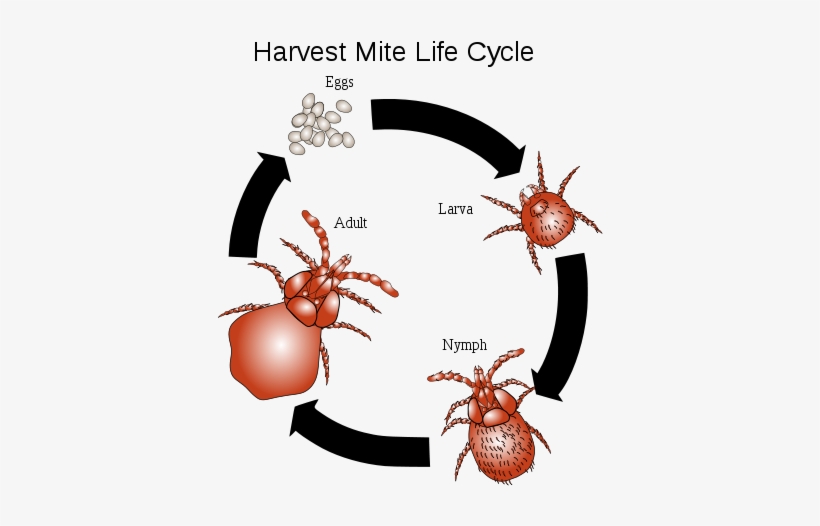 Chiggers Bites, Rash Pictures, Treatment, Eradication - Ear Mites Life Cycle, transparent png download