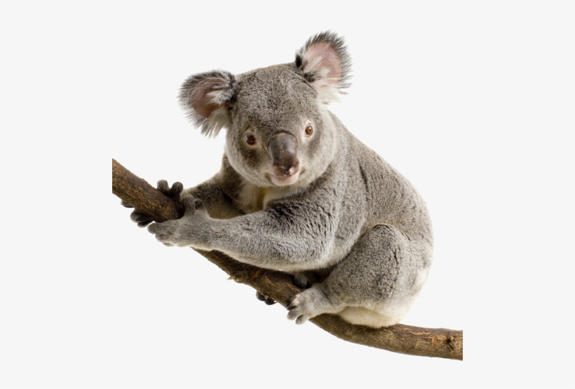 Koala Png, transparent png download