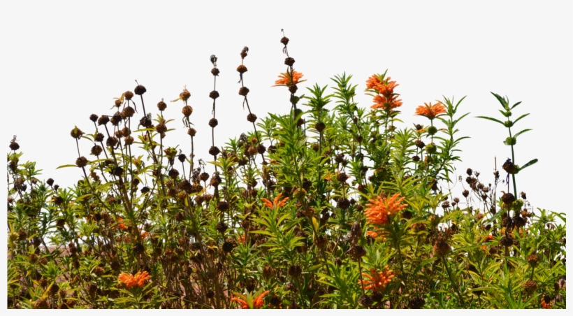 Wild Flowers Png, transparent png download