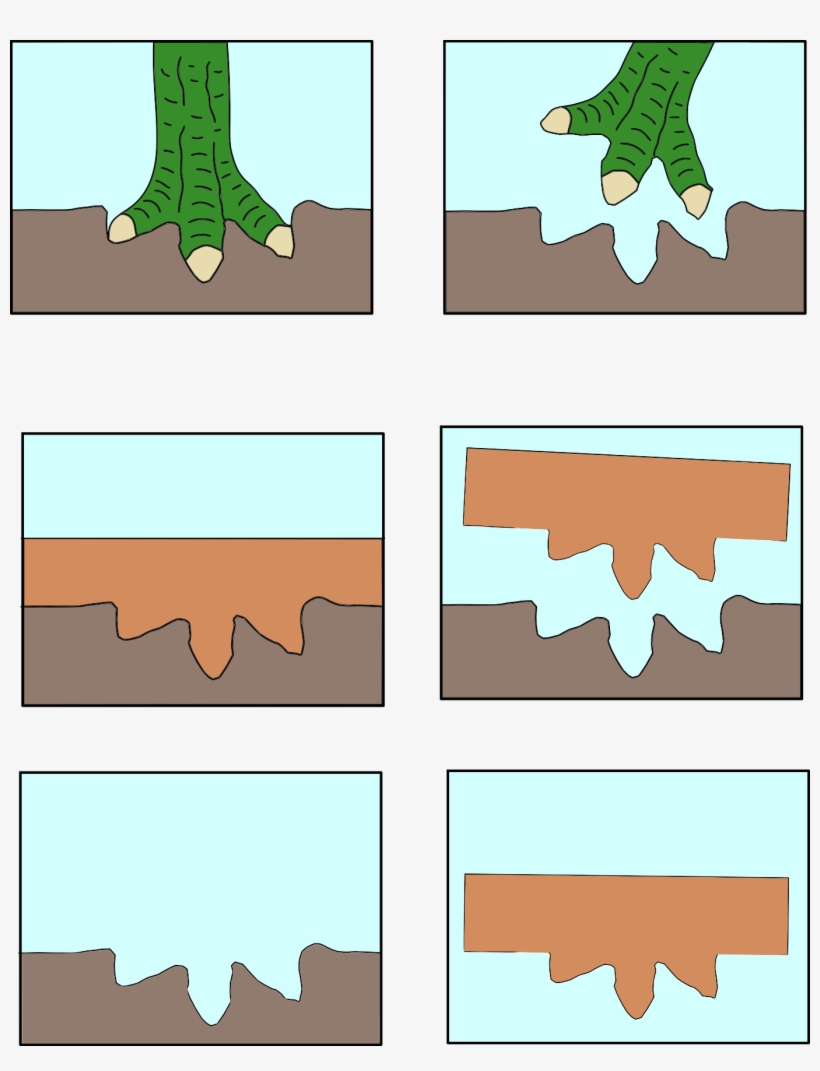 As A Dinosaur Walks Across A Muddy Surface, His Footprint - Tree, transparent png download