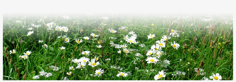 Wildflower Seed Uk - Soil, transparent png download