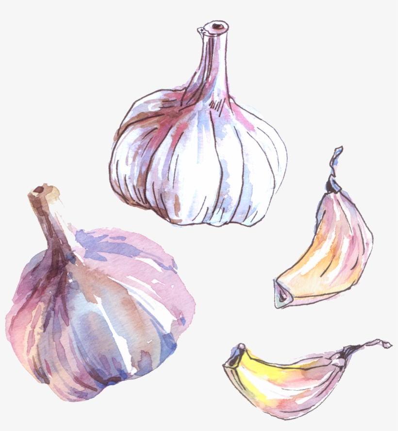 Garlic-image - “ - Watercolor Painting, transparent png download