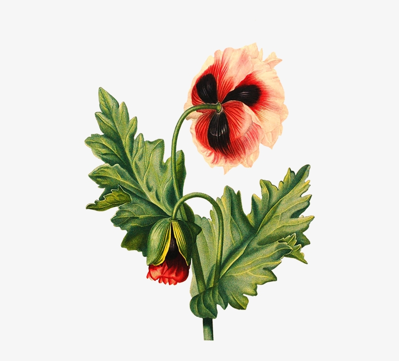 Scrapbooking Hisbiscus Flower - Sorry Image Love Hindi, transparent png download