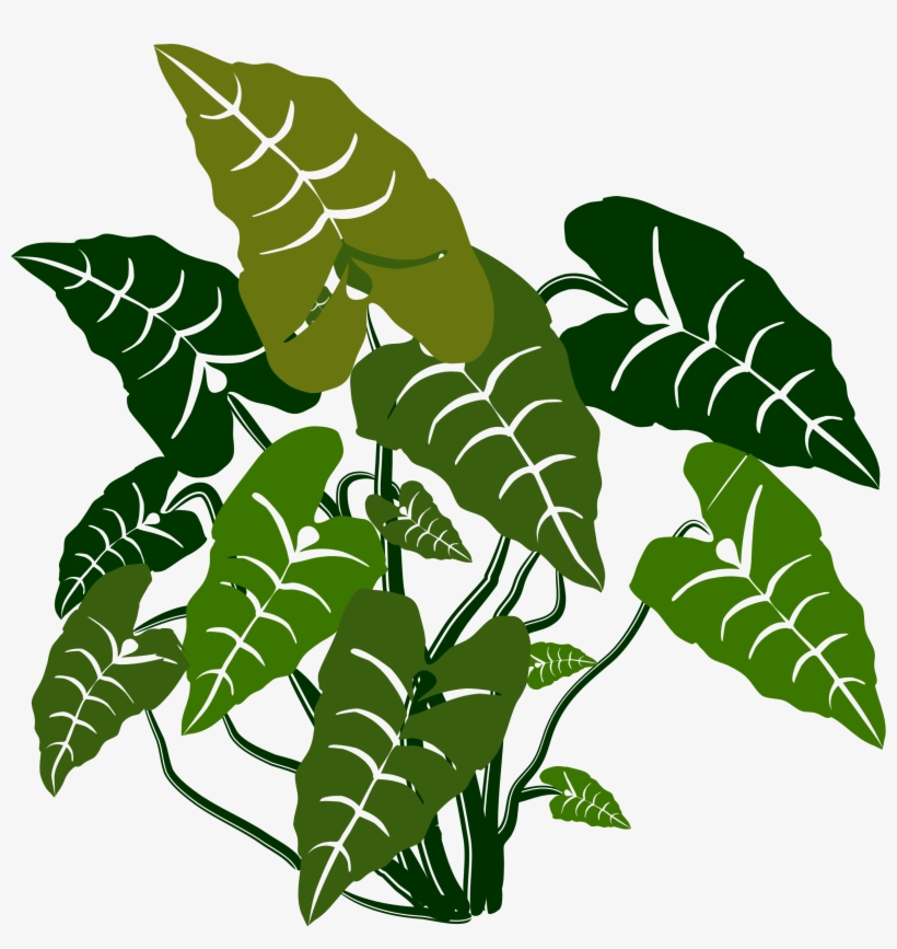 Clipart Transparent Download Big Image Png - Transparent Elephant Ear Plant, transparent png download