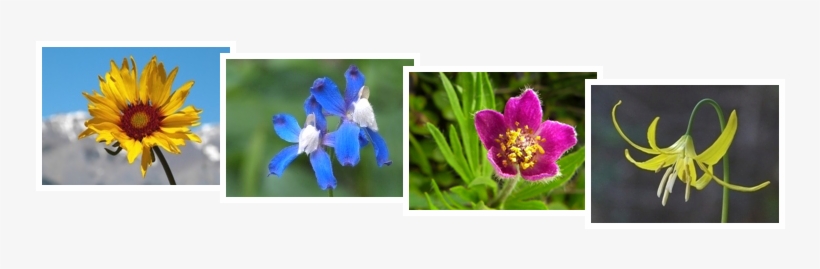 Bog And Bold Wildflowers - Bog, transparent png download