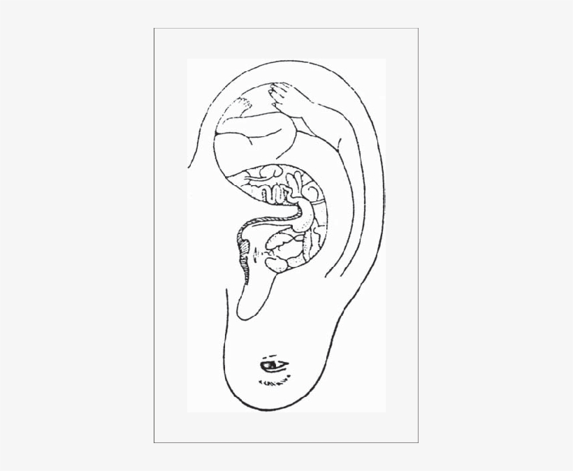 Representation Of Ear Acupoints - Ear, transparent png download