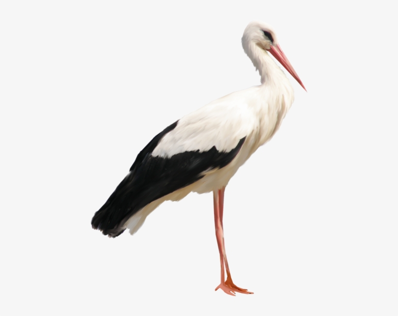 0, - Stork Png, transparent png download