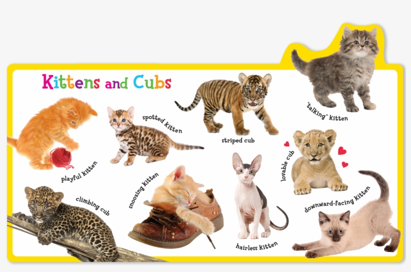 Siberian Tiger, transparent png download