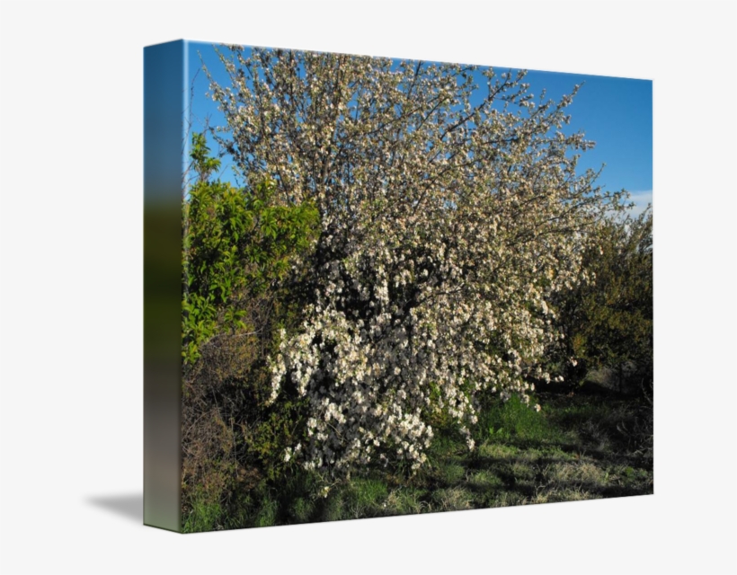 650 X 560 0 - Magnolia, transparent png download