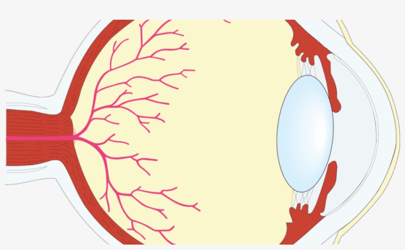 Free Png Download Human Eye Png Images Background Png - Eye, transparent png download