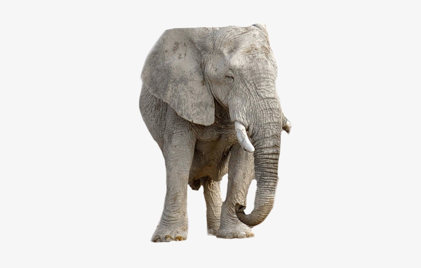 Elephant, Animal, Africa, Transparent Background - Pngpix Com Indian Girl Png Transparent, transparent png download