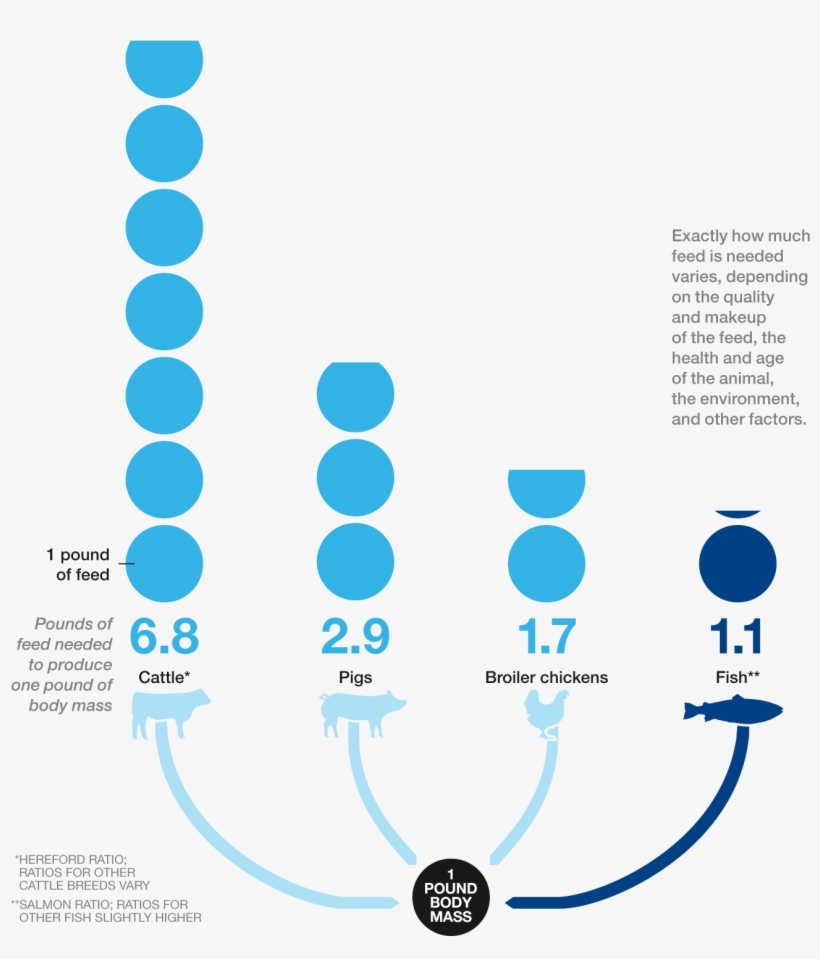 National Geographic Graphic Of - Animal Feed Conversion Ratio, transparent png download