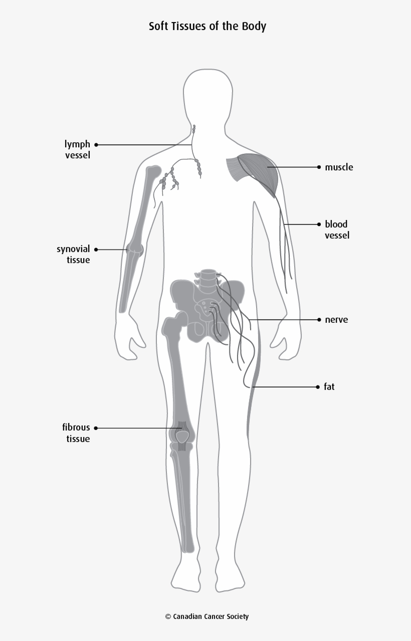 Diagram Of The Soft Tissues Of The Body - Illustration, transparent png download