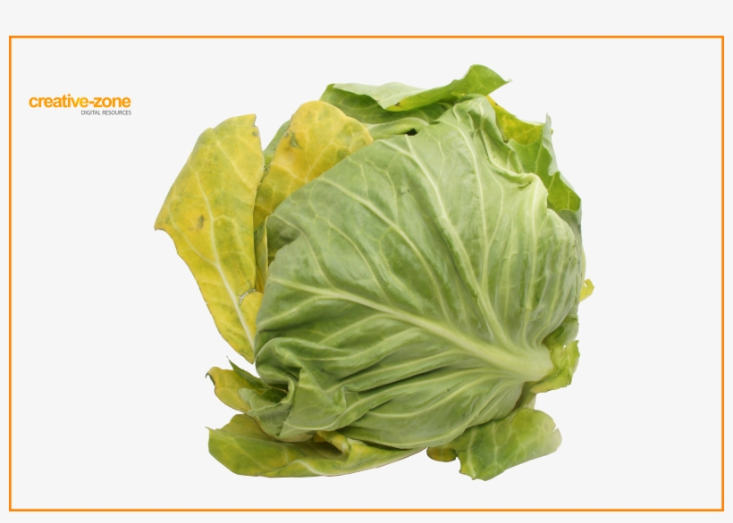 Cabbage, Transparent - Cruciferous Vegetables, transparent png download