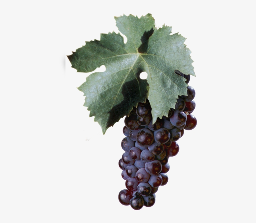 Among Italy's Oldest Grape Varieties, Aleatico Too - Aleatico Grape, transparent png download