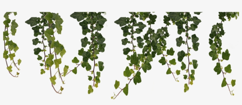 Jungle Vines Clipart, transparent png download