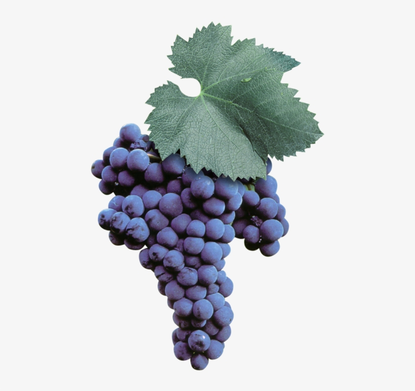 This Native Puglia Grape Belongs To The Vast Range - Malvasia Nera Di Brindisi, transparent png download