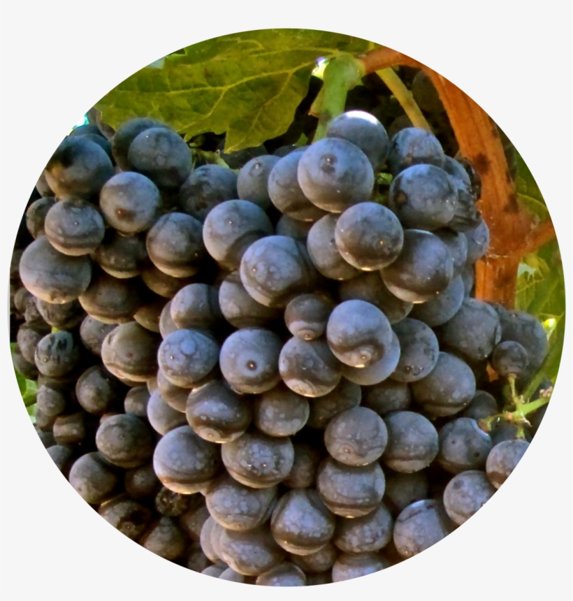 Grape Varieties - Grape, transparent png download