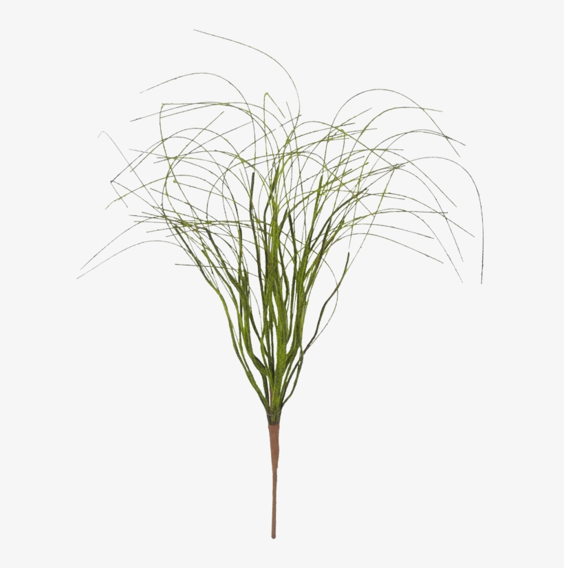 Grass, transparent png download