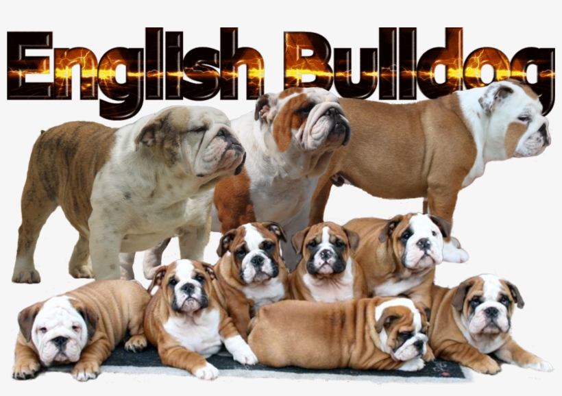 The Bulldog, Also Known As The English Bulldog, Originally - Olde English Bulldogge, transparent png download