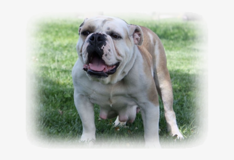 Australian Bulldog, transparent png download