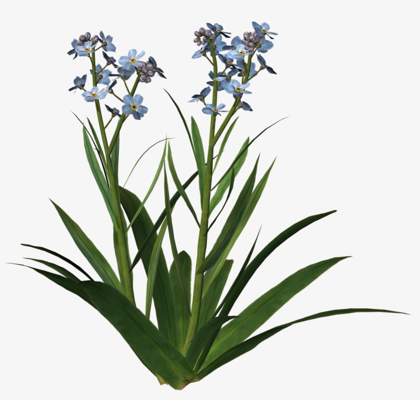 For Get Me Not 1[1] - Orris Root, transparent png download