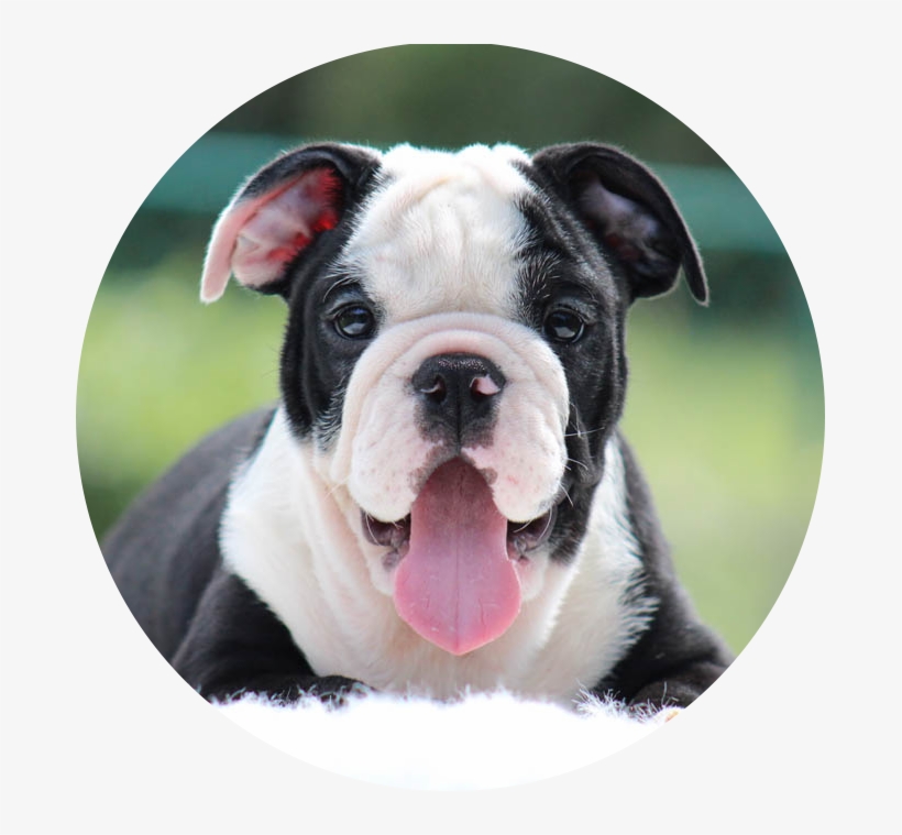 English Bulldog - Olde English Bulldogge, transparent png download