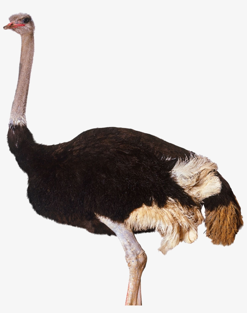 Ostrich Png, transparent png download