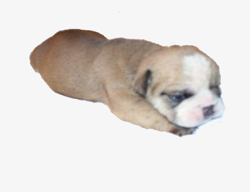 Image Black And White Stock English Bulldog For In - Australian Bulldog, transparent png download