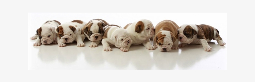 English Bulldog Puppies For Adoption - French Bulldog Puppies, transparent png download