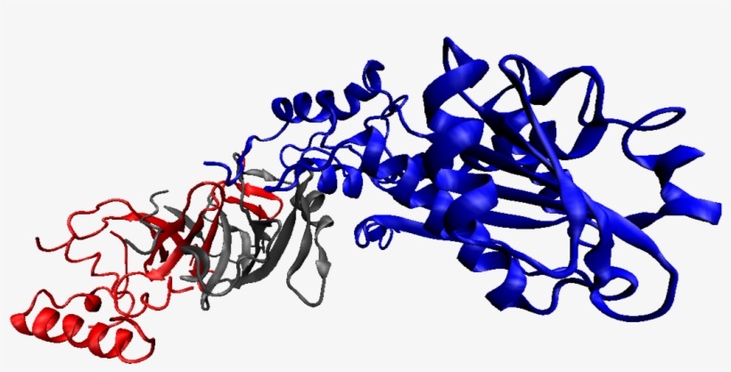 Pdb 3kio Mouse Rnase H2 Complex - Calligraphy, transparent png download