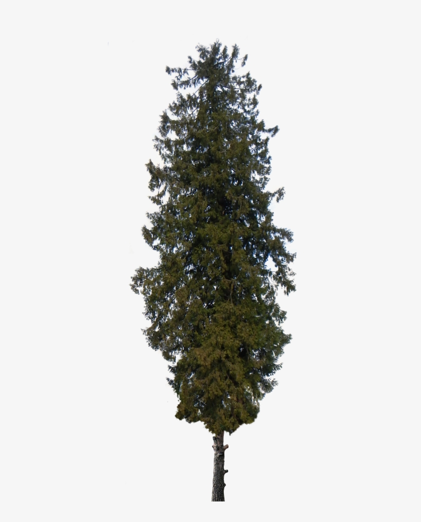 15 Pine Tree Png Transparent For Free Download On Mbtskoudsalg - Dali Death Tarot Card, transparent png download